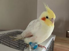 -爱侣宠医·鹦鹉专科·小型哺乳类·异宠专科(灵石路店)