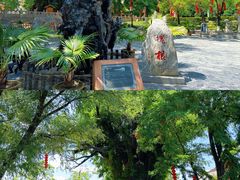 -大槐树寻根祭祖园