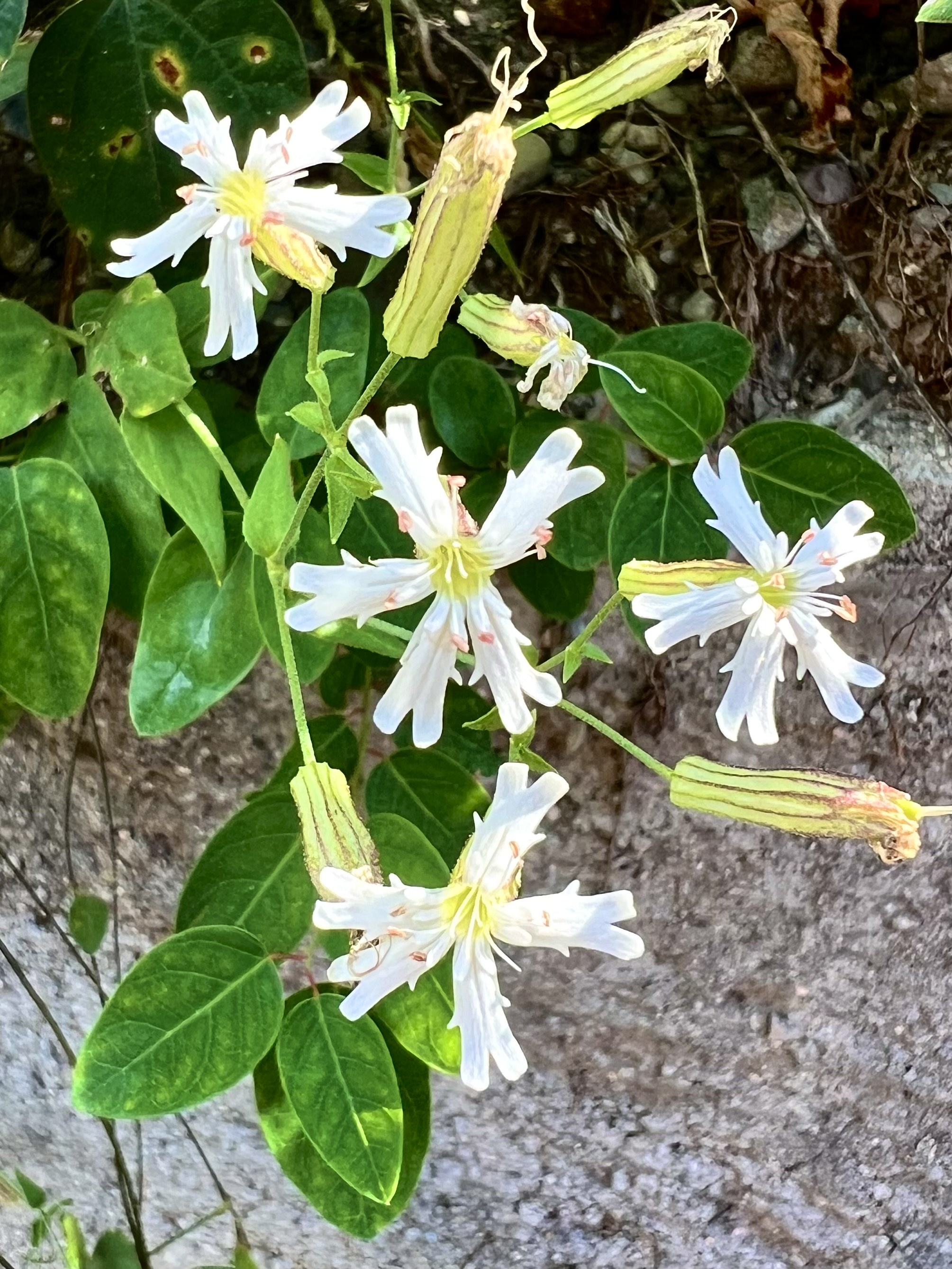 石麻婆子草图片