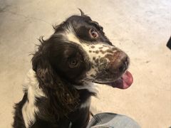 -瑞派福兴宠物医院犬猫全科·骨科·中西医结合(河东店)