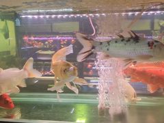 -中环花鸟鱼虫市场