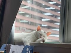 -伟伟宠物医院·瑞派猫友好医院·猫科(光谷店)