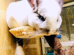-藦茜花园宠物主题亲子互动体验馆(国顺东路店)
