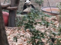 -成都动物园