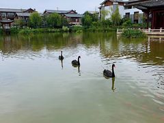 -丽江金茂凯悦臻选酒店-滇香馆