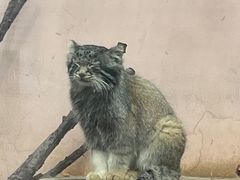 -青藏高原野生动物园