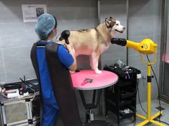 -宠福鑫康馨动物医院·骨科·眼科
