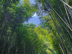 -四明山国家森林公园