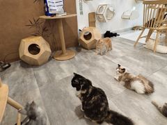 -楼上猫咖(罗湖店)