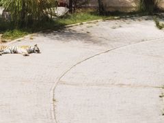 -青藏高原野生动物园