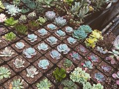 iphone_upload_pic-秦美花卉(天朗·莱茵小城2期店)