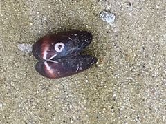 -贝壳沙滩