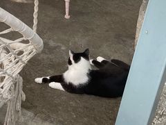 -喵屿·大理花园猫咖