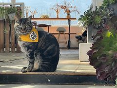 -唐咖精品咖啡(大理古城手冲店)