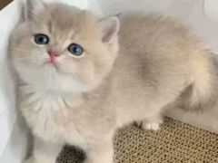 -猫十亿·布偶金渐层·曼基康矮脚猫舍(青年路店)