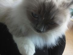-吉丁鸟咖·异宠·寄养