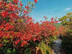-永州阳明山国家森林公园