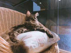 -瞄一喵猫咖(格力海岸店)