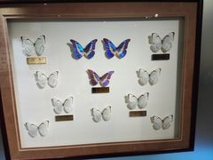 -上海昆虫博物馆