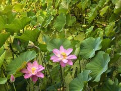 -老济南·地道济南菜(大明湖店)