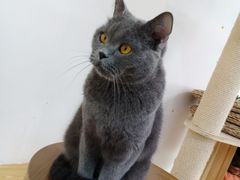 -Heymao猫咖.咖啡厅(东门店)