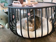 -喵屿·大理花园猫咖