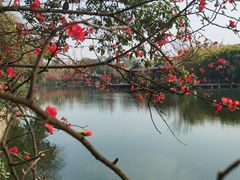 -棠湖公园