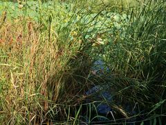 -永定河休闲森林公园