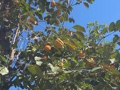 -遵化市禅林寺古银杏风景园