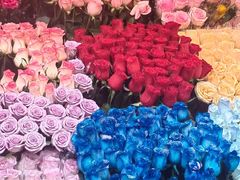 -越秀西湖花市(广州城市广场花卉店)