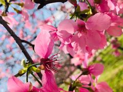 -天适樱花悠乐园