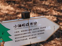 -北京西山国家森林公园