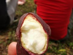 -洪湖生态旅游区