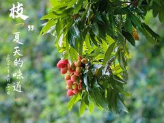 -荔枝公园(福田区)