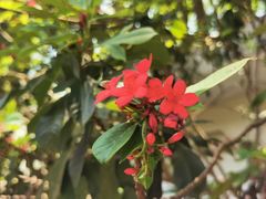 -中国科学院西双版纳热带植物园