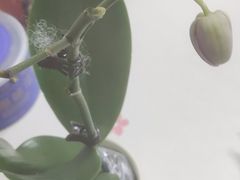 -青山青豆花·笑禅豆腐鱼(黄泥塝店)