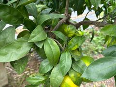 -前小桔亲子创意农场·草莓采摘·露营烧烤