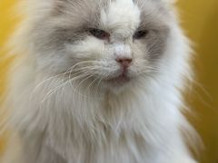 -猫咪咖啡店(新城大街店)