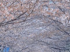 -高东镇樱花园