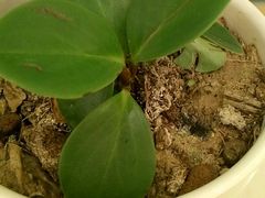 -德克士(东至汇金店)