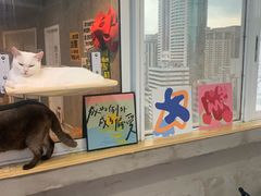 -Heymao猫咖.咖啡厅(东门店)