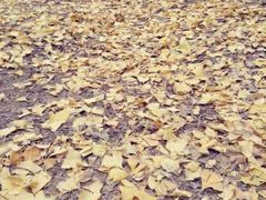 android_upload_pic-汉景帝阳陵博物院