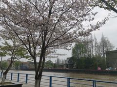 -高东镇樱花园