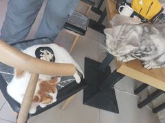 -平行世界·猫咖(首经贸店)
