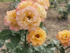 -永定河休闲森林公园