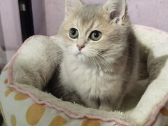 -三花喵·撸猫购宠·宠物生活馆(虹桥南丰城店)