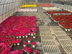 -龙大花卉苗木市场