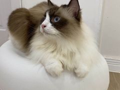 -李小姐の猫咖啡馆(五角场店)