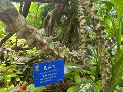 -中国科学院西双版纳热带植物园
