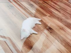 -袖虎·猫馆(体育西路店)